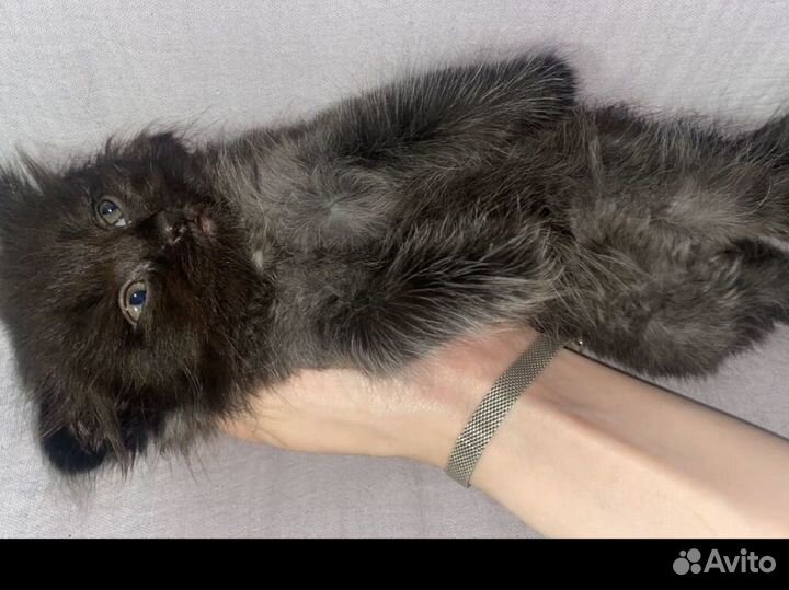 Кошка в дар бесплатно