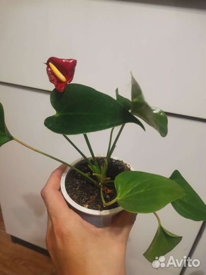 Алоэ, спатифиллум, антуриум