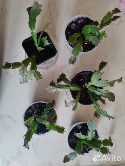 Декабрист белый