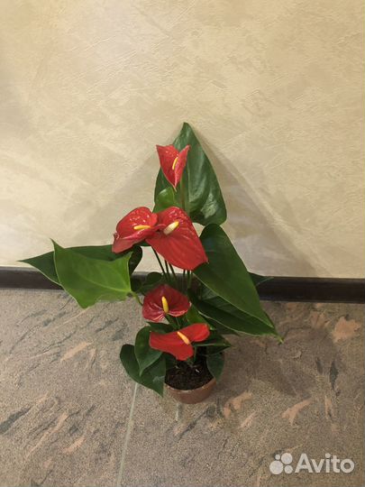 Антуриум красный