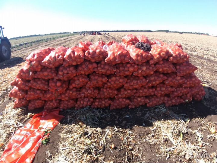 Лук репчатый, от производителя оптом, сорт 