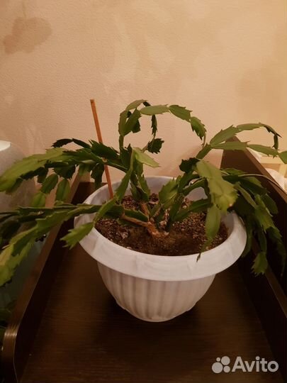 Декабрист белый