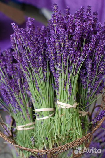 Лаванда сухоцвет