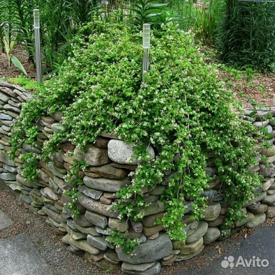 Стефандра, анемона