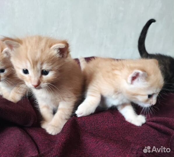 Котята в добрые руки