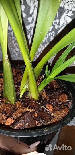 Орхидея камбрия Кататанте