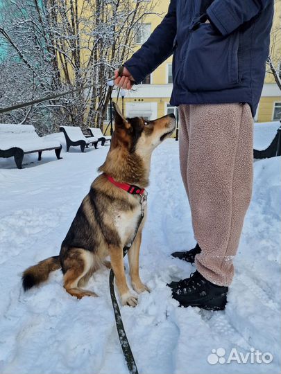 Собака в добрые руки