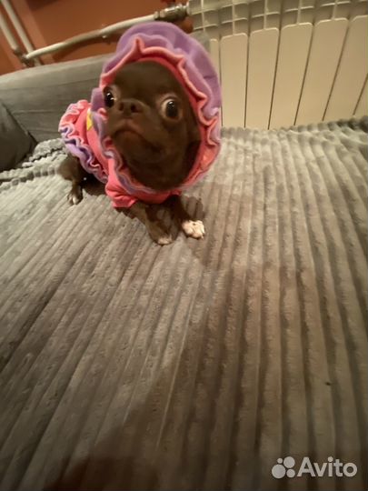 Чихуахуа девочка