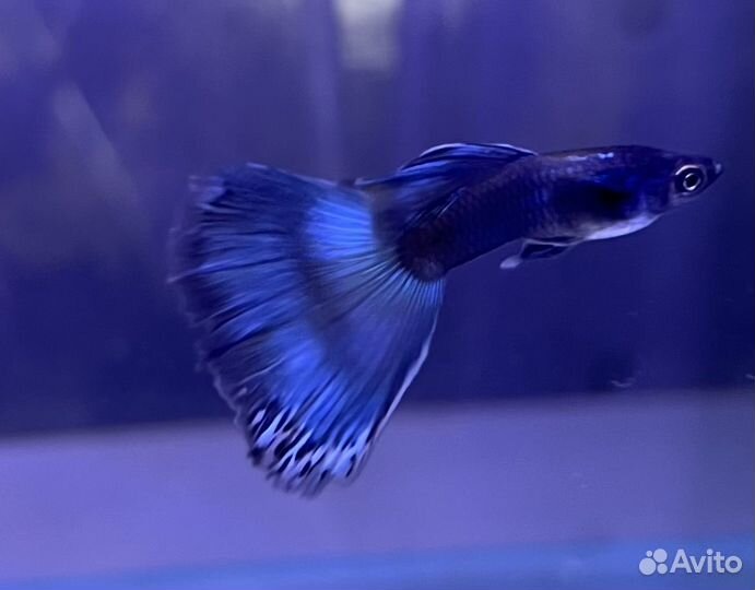 Гуппи чистая линия