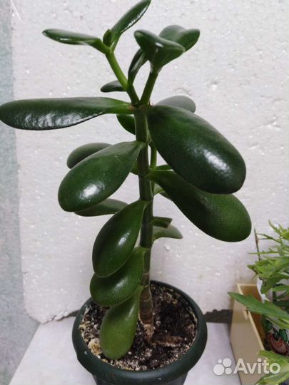 Денежное дерево толстянка