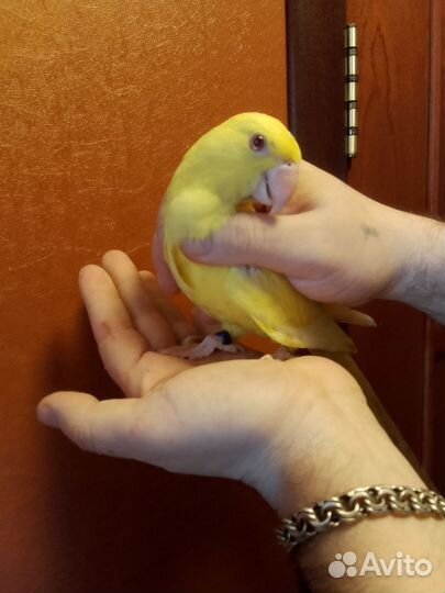 Попугай александрийский выкормыши