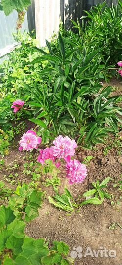 Пионы саженцы с закрытой корневой системой