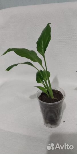 Спатифиллум шопен