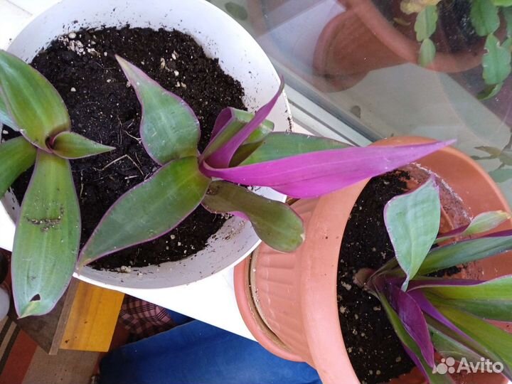 Рео цветок оберег домашнего очага