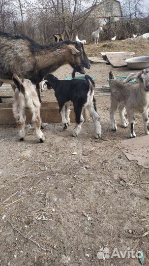 Козлята
