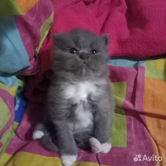 Отдам бесплатно котят