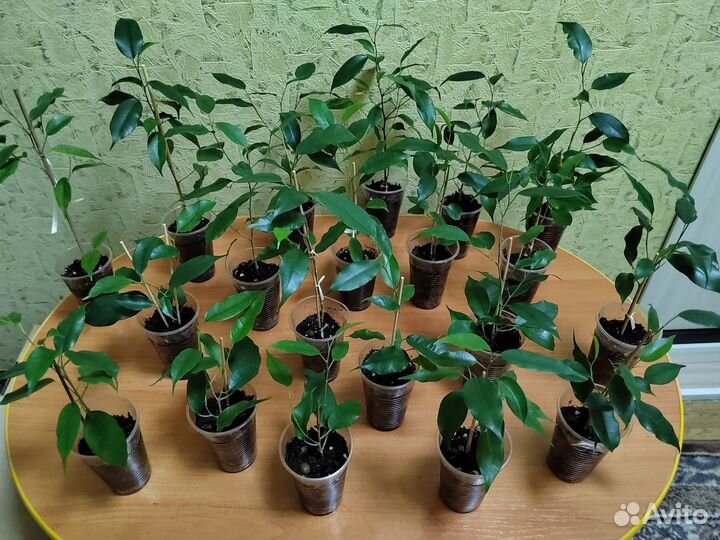 Фикус Бенджамина Даниэль