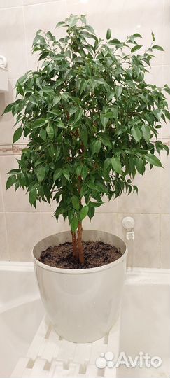 Фикус бенджамина большой