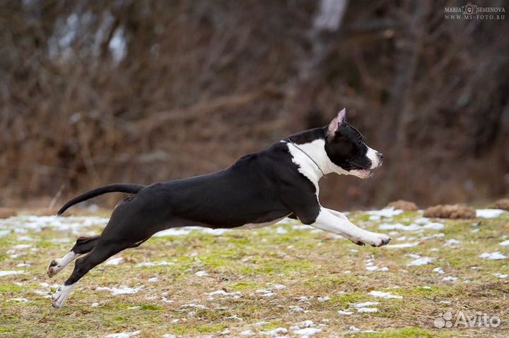 Амстафф девочка 1 год