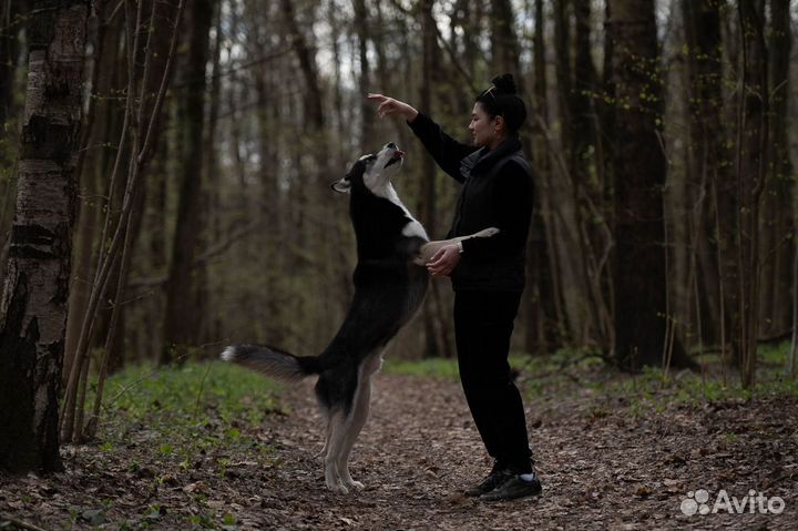 Сибирский хаски вязка