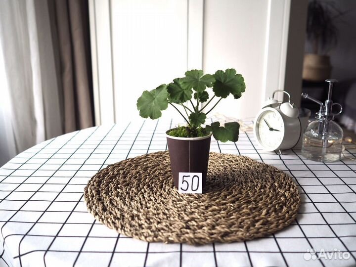 Комнатные цветы