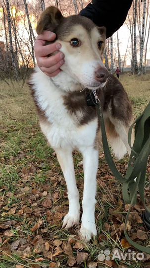 Добрая и ласковая Шейла мечтает о доме