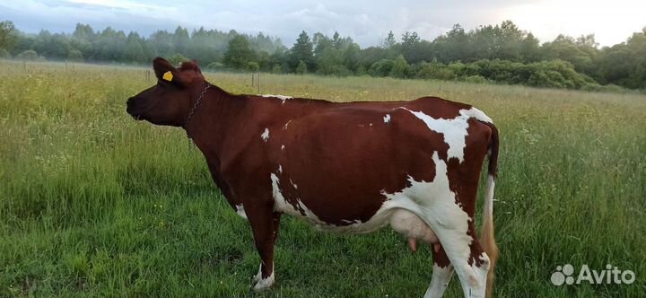 Молоко настоящее