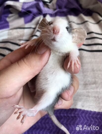 Крыса Дамбо из Питомника. Ручные крысята