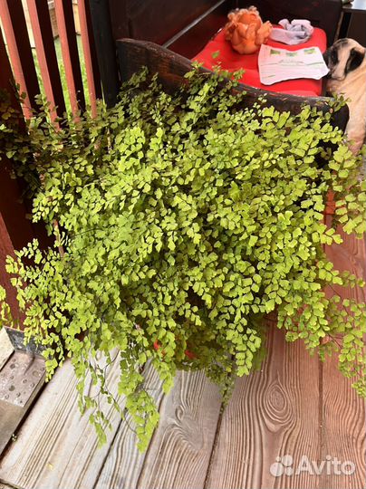 Адиантум венерин волос