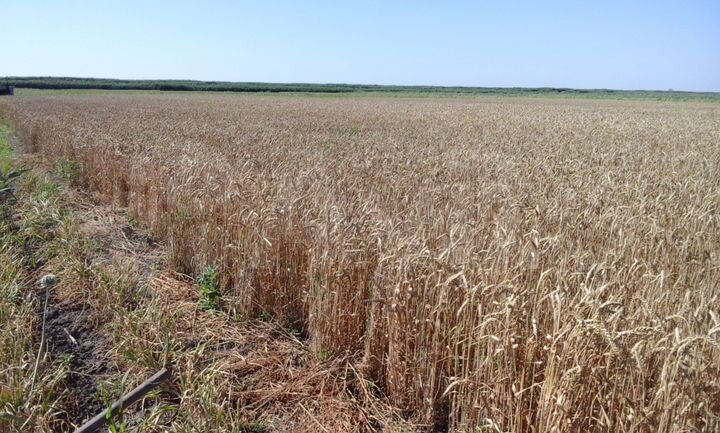 Участок 14,67 га (СНТ, ДНП)