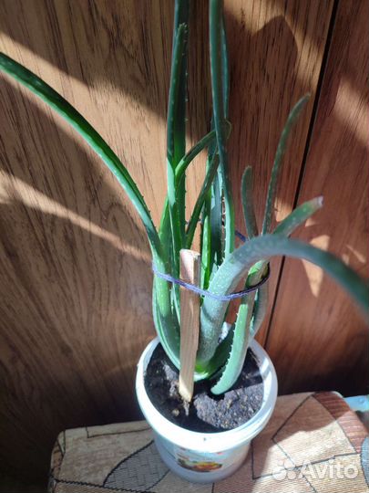 Алое вера растение