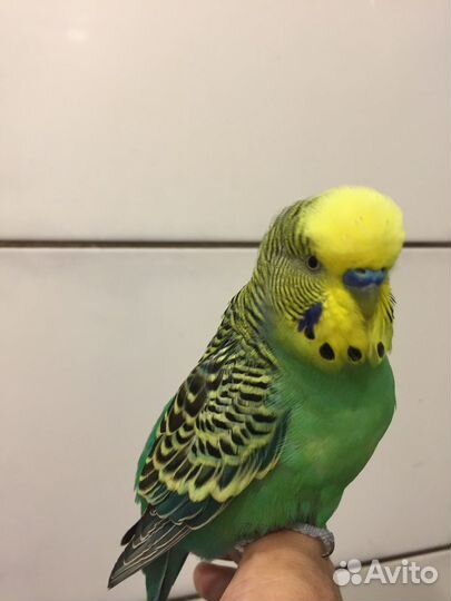 Передержка птиц