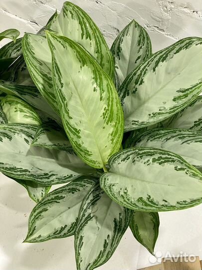 Аглаонема Сильвер Бей 50 см