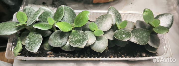 Денежное дерево