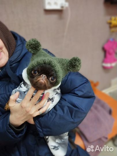 Одежда для собак