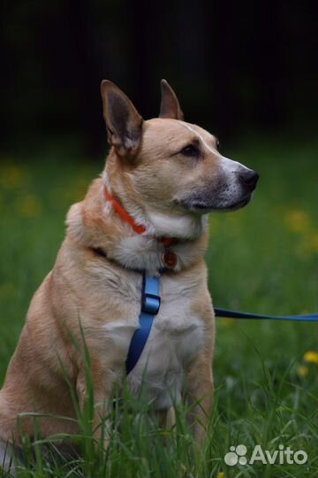 Собака в дрбрые руки