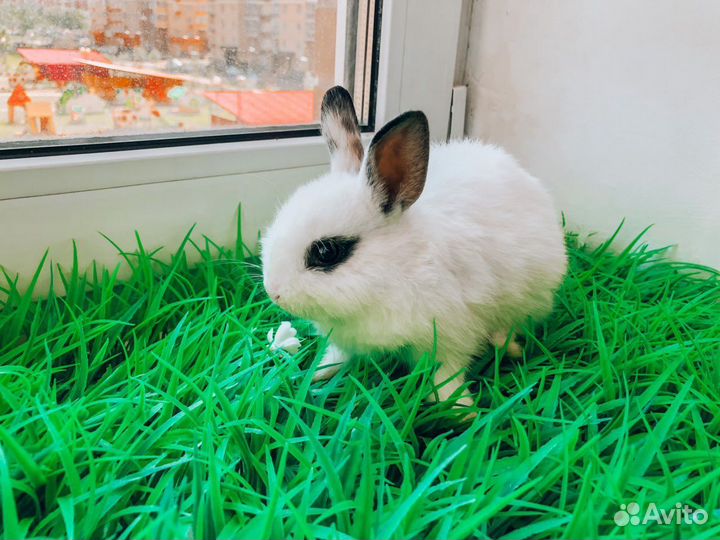Вислоухий карликовый кролик - супер мини