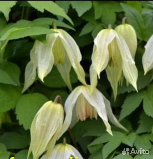 Клематисы княжики