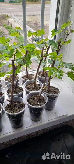 Вегетирующие саженцы винограда