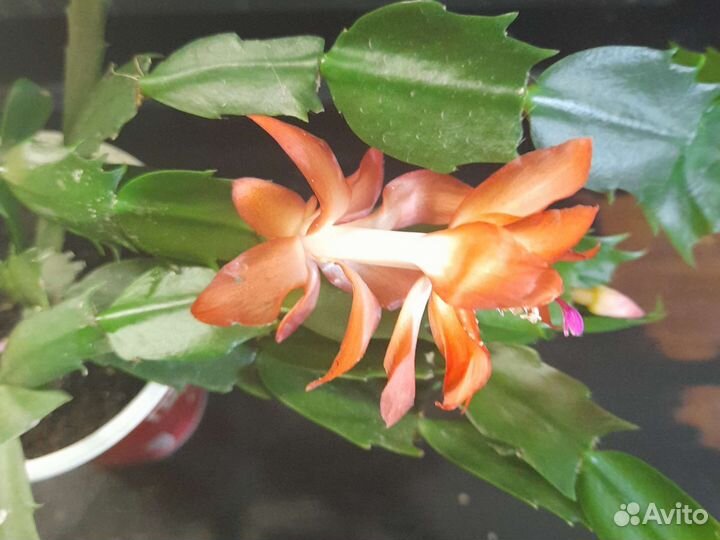 Декабрист оранжевый