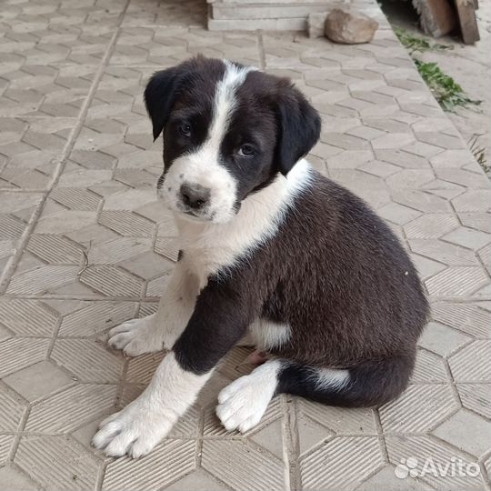 Продажа щенков алабая