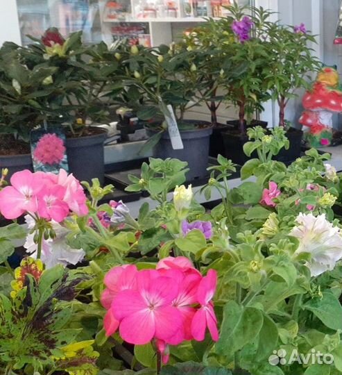 Садовые цветы