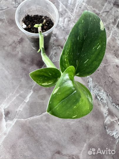 Филодендрон белая кобра