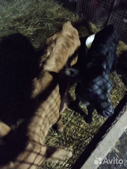 Тёлки, и поросята