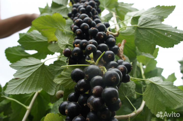 Саженцы черной смородины