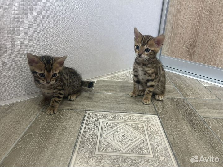 Котята бенгалы