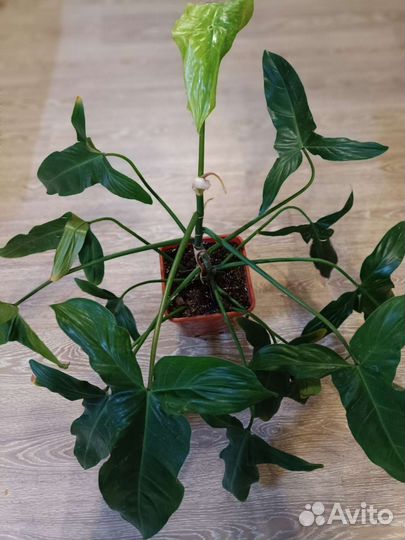 Комнатные растения большие