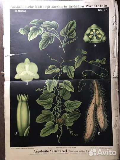 Альбом с постерами «Половое размножение» 1930 год