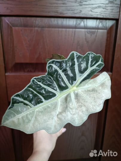 Алоказия амазоника вариегатная