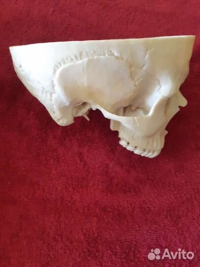 Череп Анатомический Пособие Хэллуин